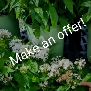 Do it! Make me an offer!